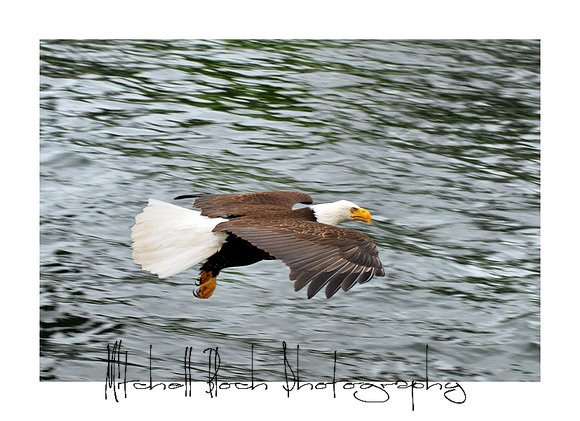 Copy_of_DSC_7023edited_cropped.jpg