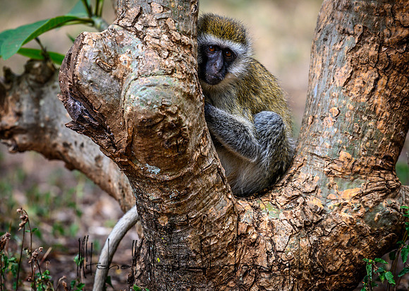20190602_africa_0200.jpg