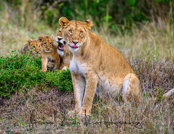 20190606_africa_6026.jpg