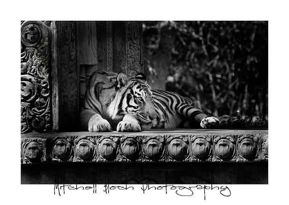 Metro_zoo_0174editedcamrawb&w.jpg