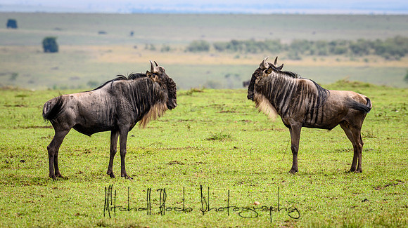 20190607_africa_7290.jpg