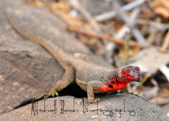 Galapagos_Book_(61)_Lava_lizardedited.jpg