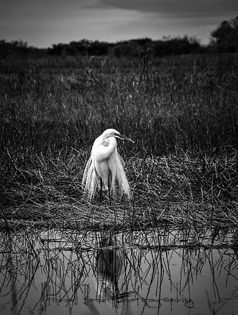 Loxahacthee_021910_9173edited-3.jpg
