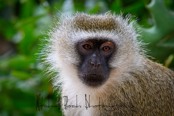 20190602_africa_0317.jpg