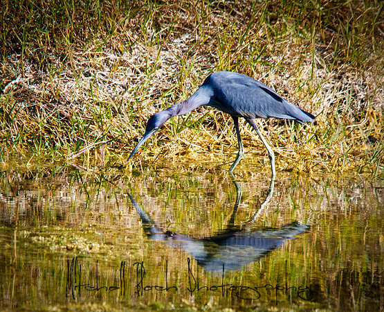Turner_River_Road_12-10_121710_3699edit.jpg