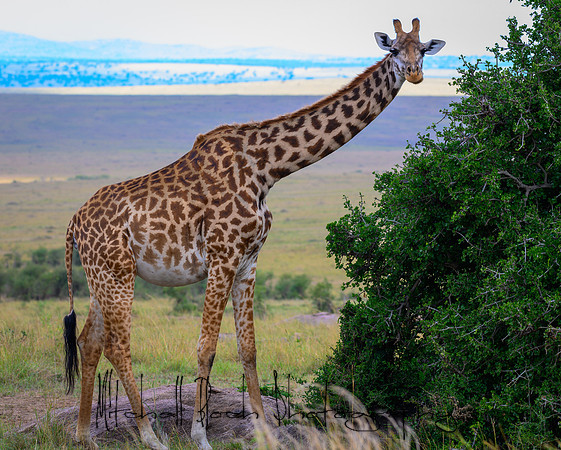 20190607_africa_7796.jpg