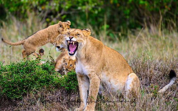 20190606_africa_6067.jpg