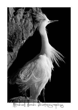 Mount_Dora_Christmas_09_122809_6512editedb&w.jpg