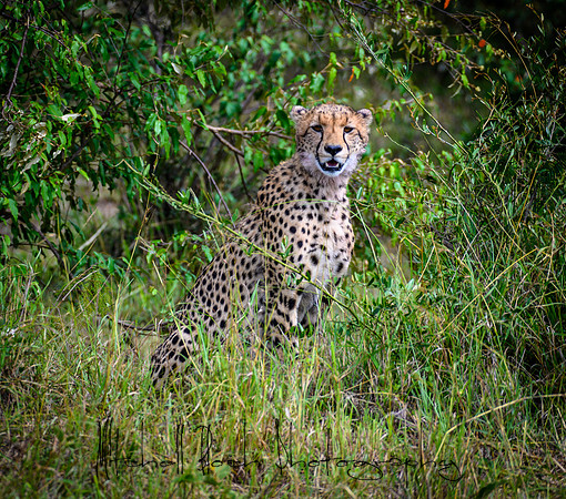 20190607_africa_7384.jpg
