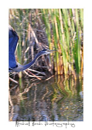 DSC_2981editedborder.jpg
