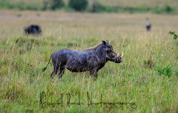 20190607_africa_7574.jpg