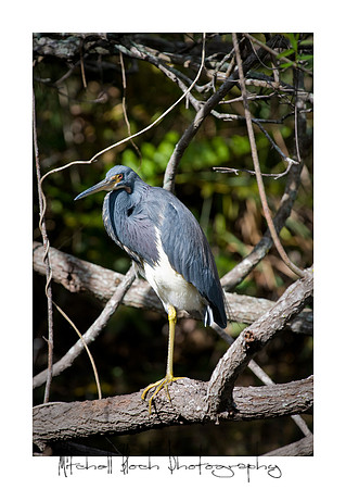 SV-TR-WW_MTrail-TTIslands_012210_8519edited.jpg