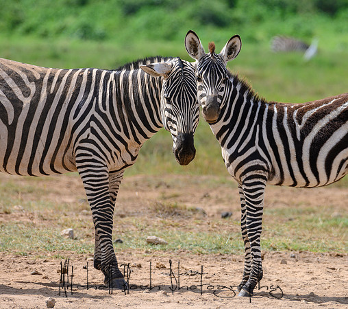 20190603_africa_3938.jpg