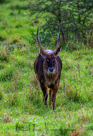 20190604_africa_4350.jpg