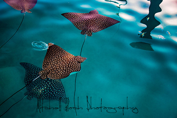 20140822_cat_cay_0073.jpg