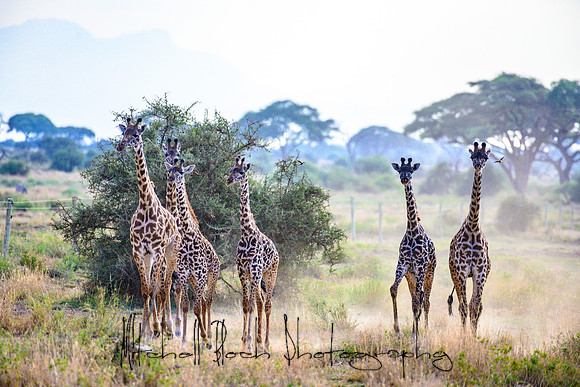 20190602_africa_0800.jpg