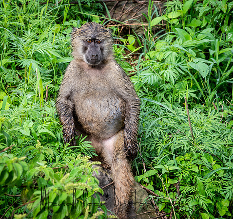 20190603_africa_4280.jpg