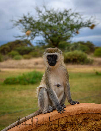 20190602_africa_0176.jpg