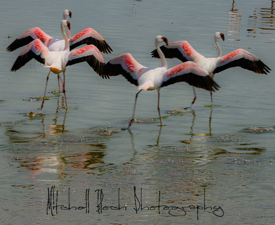 20190603_africa_2907.jpg