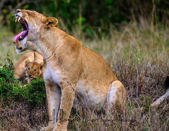 20190606_africa_6062.jpg