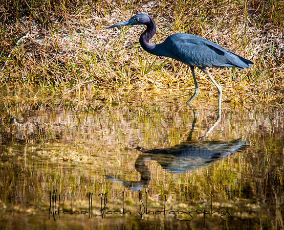 Turner_River_Road_12-10_121710_3695.jpg