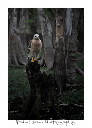 DSC_4959by_Clyde_Butcher_(1).jpg