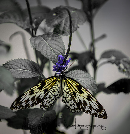 20190712_butterfly__world_0115.jpg