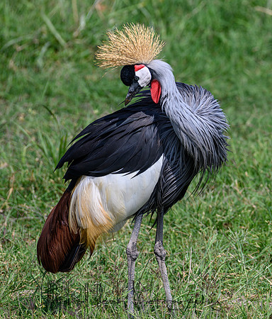 20190603_africa_2570.jpg