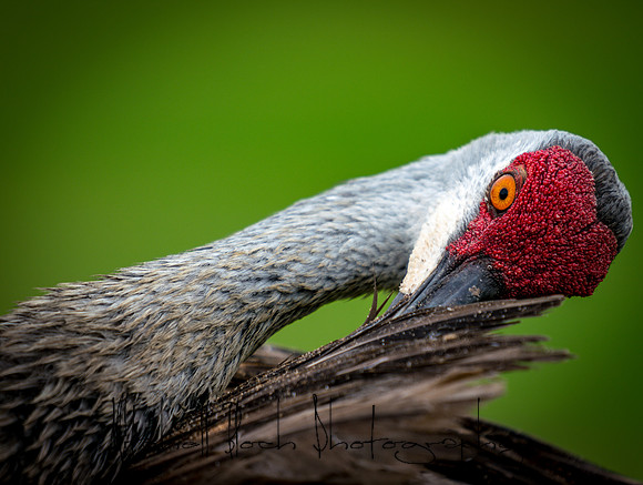 20180506_sandhill_cranes_0311.jpg