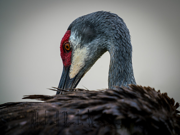 20180506_sandhill_cranes_0168.jpg