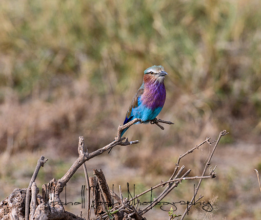 20190603_africa_2153.jpg