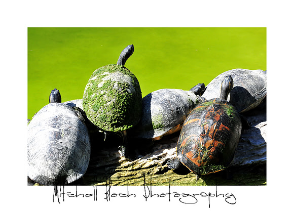 DSC_3155editedborder-2.jpg