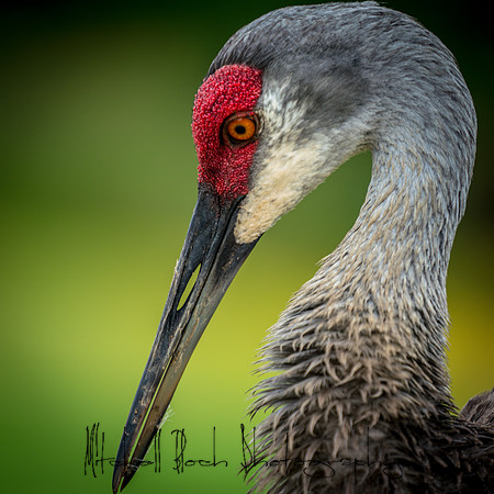 20180506_sandhill_cranes_0270.jpg