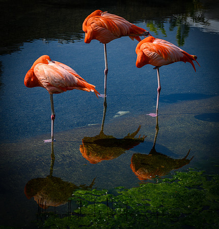 20190216_zoo_miami_0025-Edit.jpg