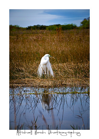 Loxahacthee_021910_9173edited.jpg