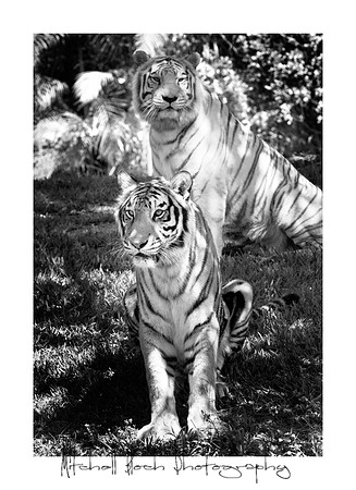 Metro_zoo_0094editedcamrawbrdrB&W.jpg