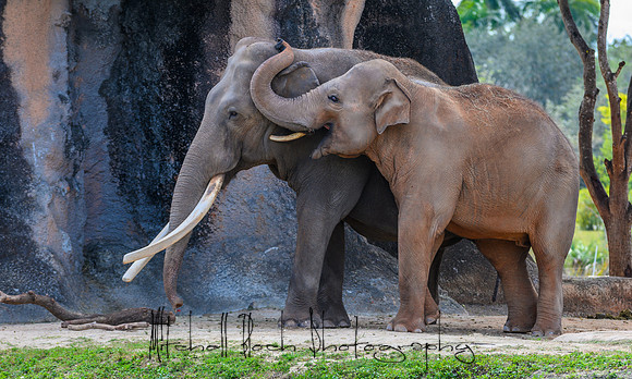 20190216_zoo_miami_0275.jpg