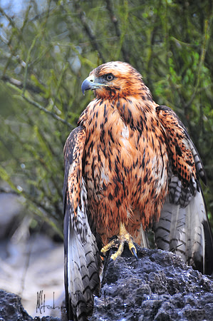 Galapagos_Book_(50)Juvenile_Galopagos_Hawk.jpg