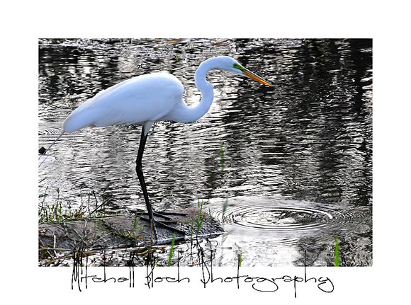 DSC_3558croppedboredr-2.jpg