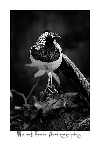 Metro_zoo_0641editedcamerarawbrdrb&w.jpg