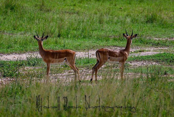 20190607_africa_7617.jpg