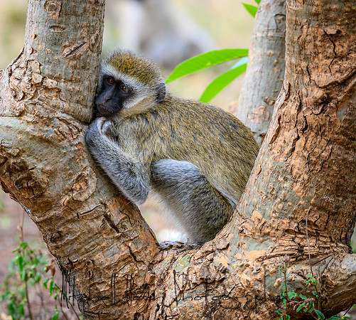20190602_africa_0213.jpg