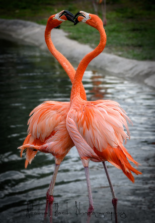 zoo_miami-1674.jpg