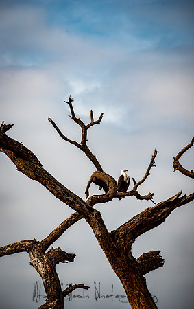 20190602_africa_1150.jpg
