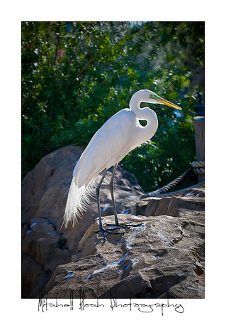 Mount_Dora_Christmas_09_122809_6454edited.jpg