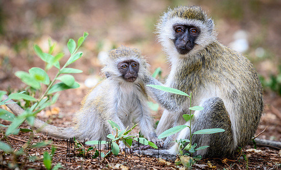 20190602_africa_0267-Edit.jpg
