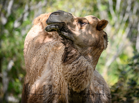 20190216_zoo_miami_0330.jpg