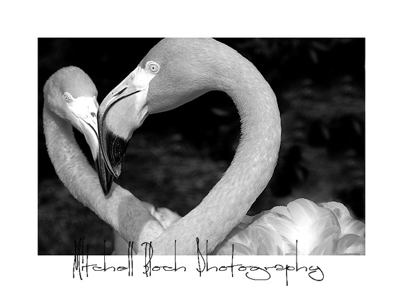 DSC_3173edited_1boredrB&W.jpg