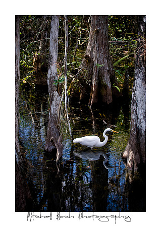 Loop_Road_12-30-09_123009_7020edited.jpg