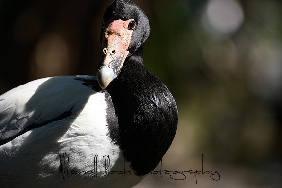 20190216_zoo_miami_0116.jpg